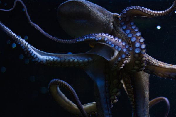 Kraken 5 at