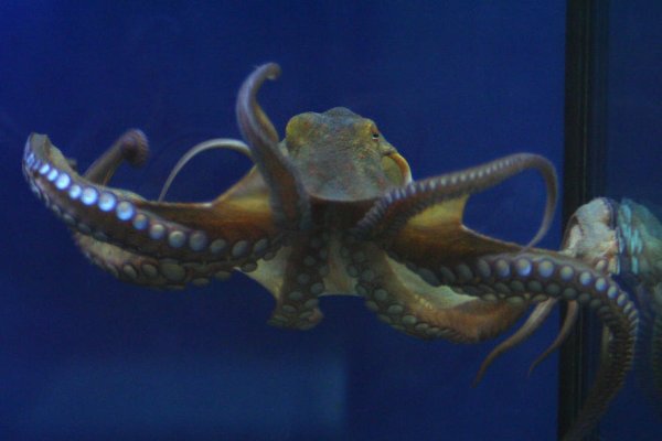 Kraken onion link