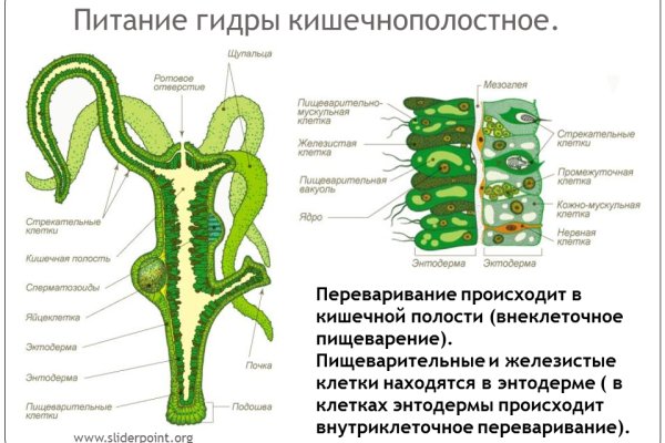 Kraken13at